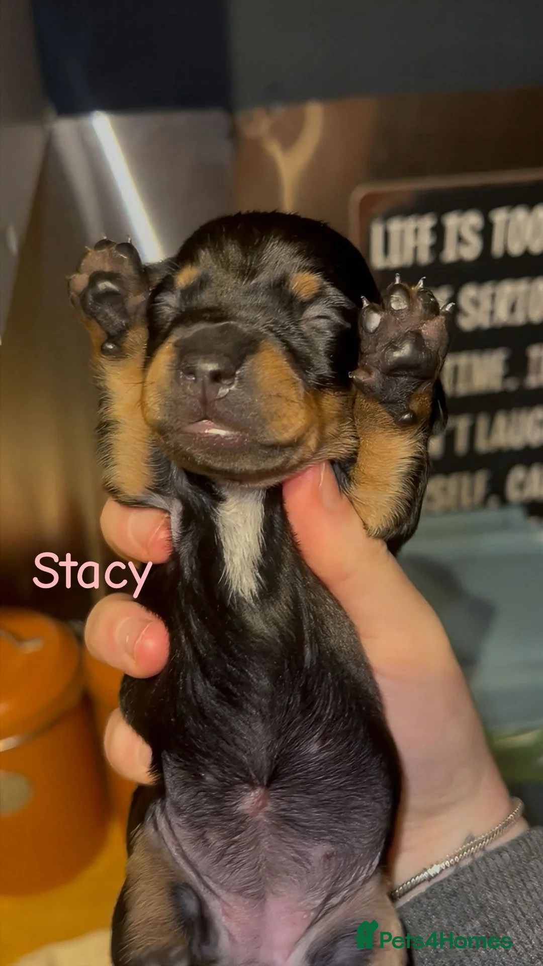 Dachshund dogs for sale: Dacshaunds puppies  - Advert 6