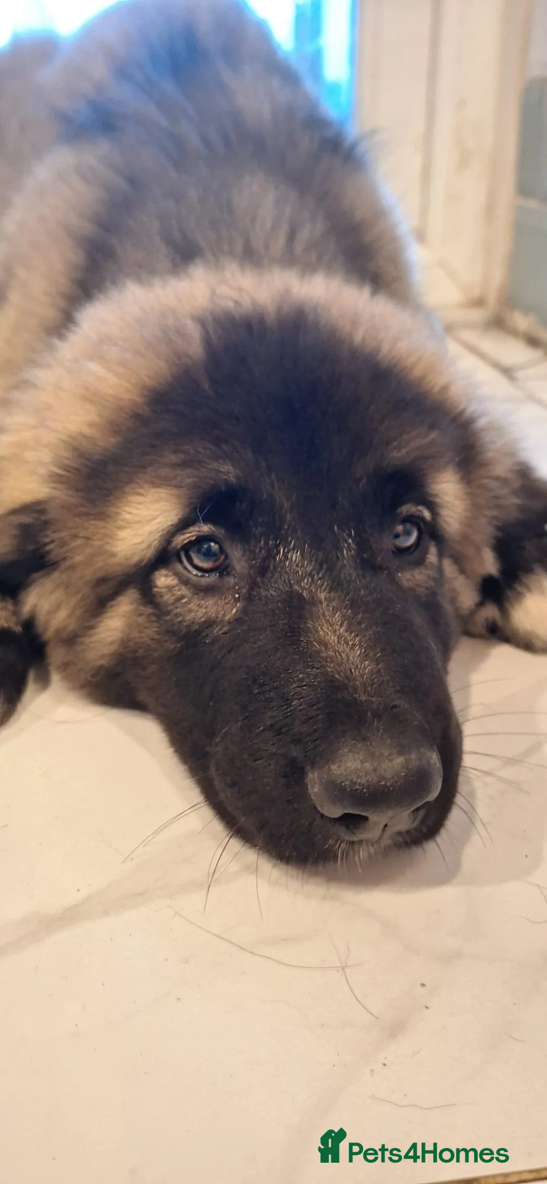 Caucasian Shepherd Dog dogs for sale: Puppies  in Hereford - Advert 12