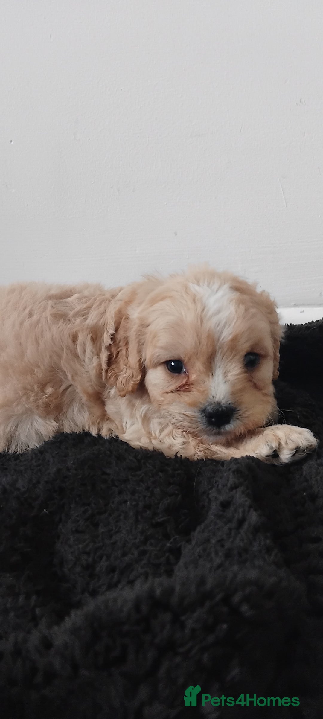 Cavapoo dogs for sale: Adorable cavapoo puppies - Image 10