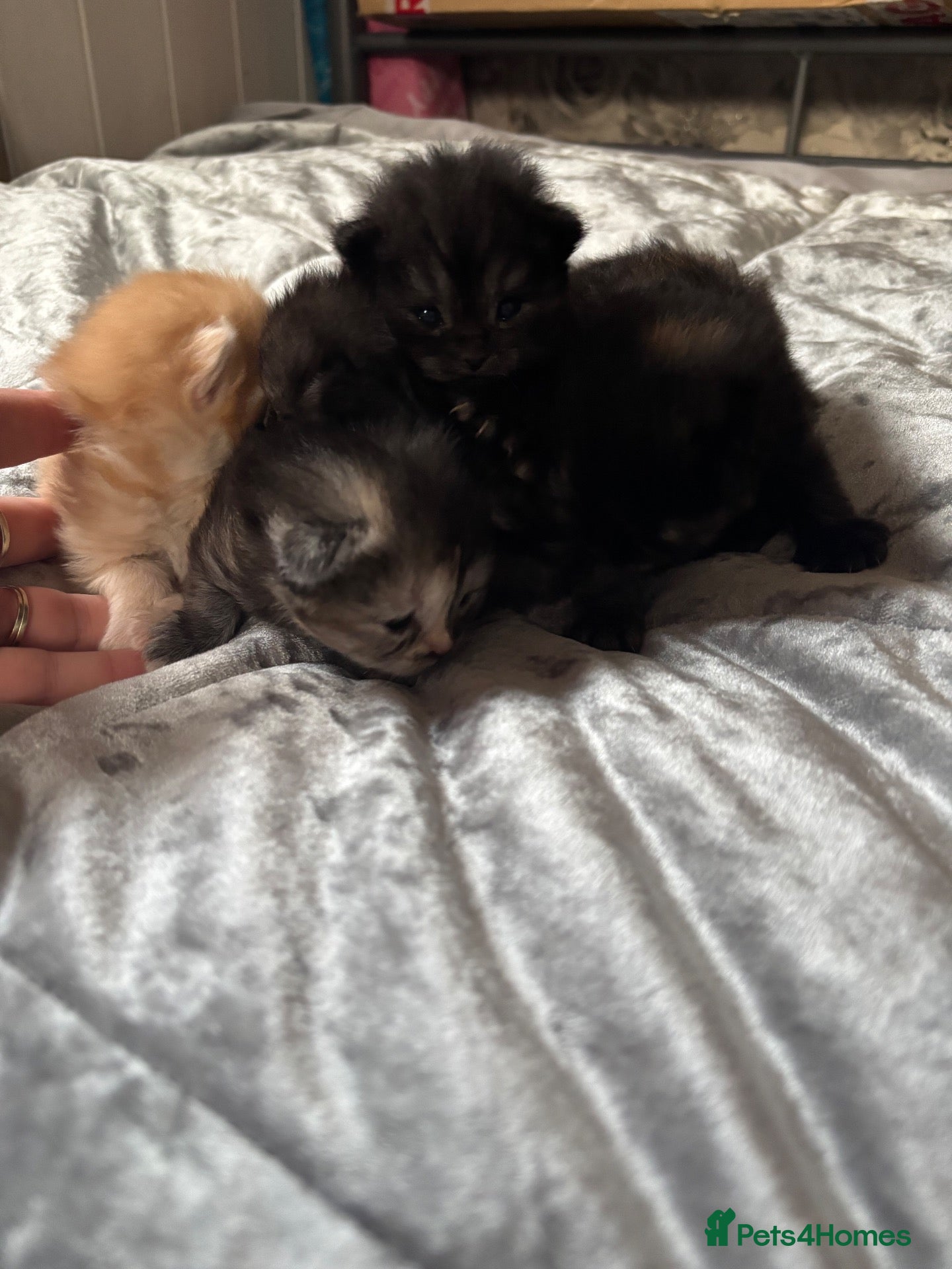 Persian cats Persian Kittens – 1 Male & 4 Females - Advert 1