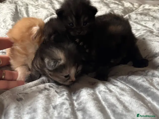 Persian cats for sale: Persian Kittens – 1 Male & 4 Females - Advert 1