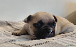 French Bulldog dogs for sale: French bulldog puppies - Image 9