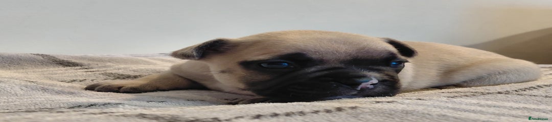 French Bulldog Puppy 7