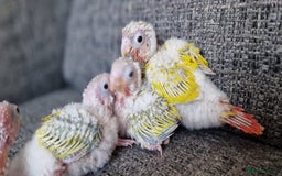 Conures birds for sale: Beautiful fully hand reared conure baby's  - Image 2
