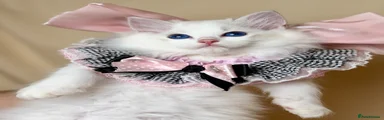 Ragdoll 5
