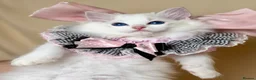 Ragdoll cats for sale: Ready To Leave Blue Lynx Ragdoll 💙Deep Blue Eyes - Advert 26