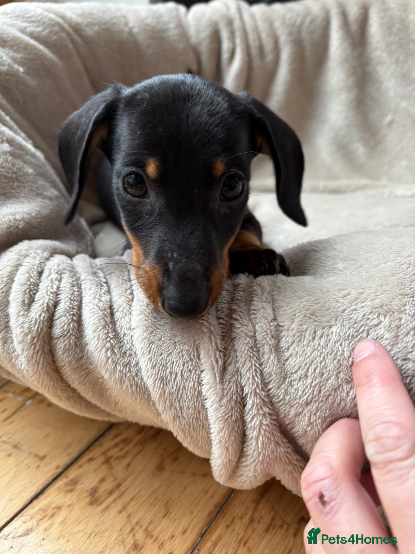 Miniature Dachshund dogs for sale: Miniature dachshunds - Advert 1
