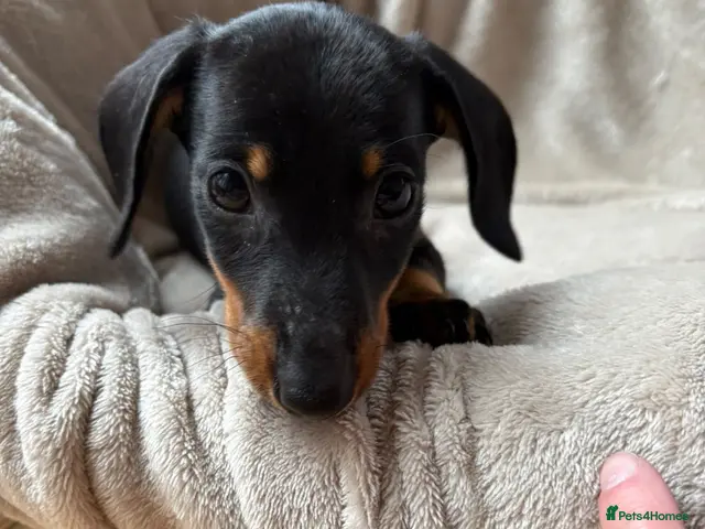 Miniature Dachshund dogs for sale: Miniature dachshunds - Advert 1