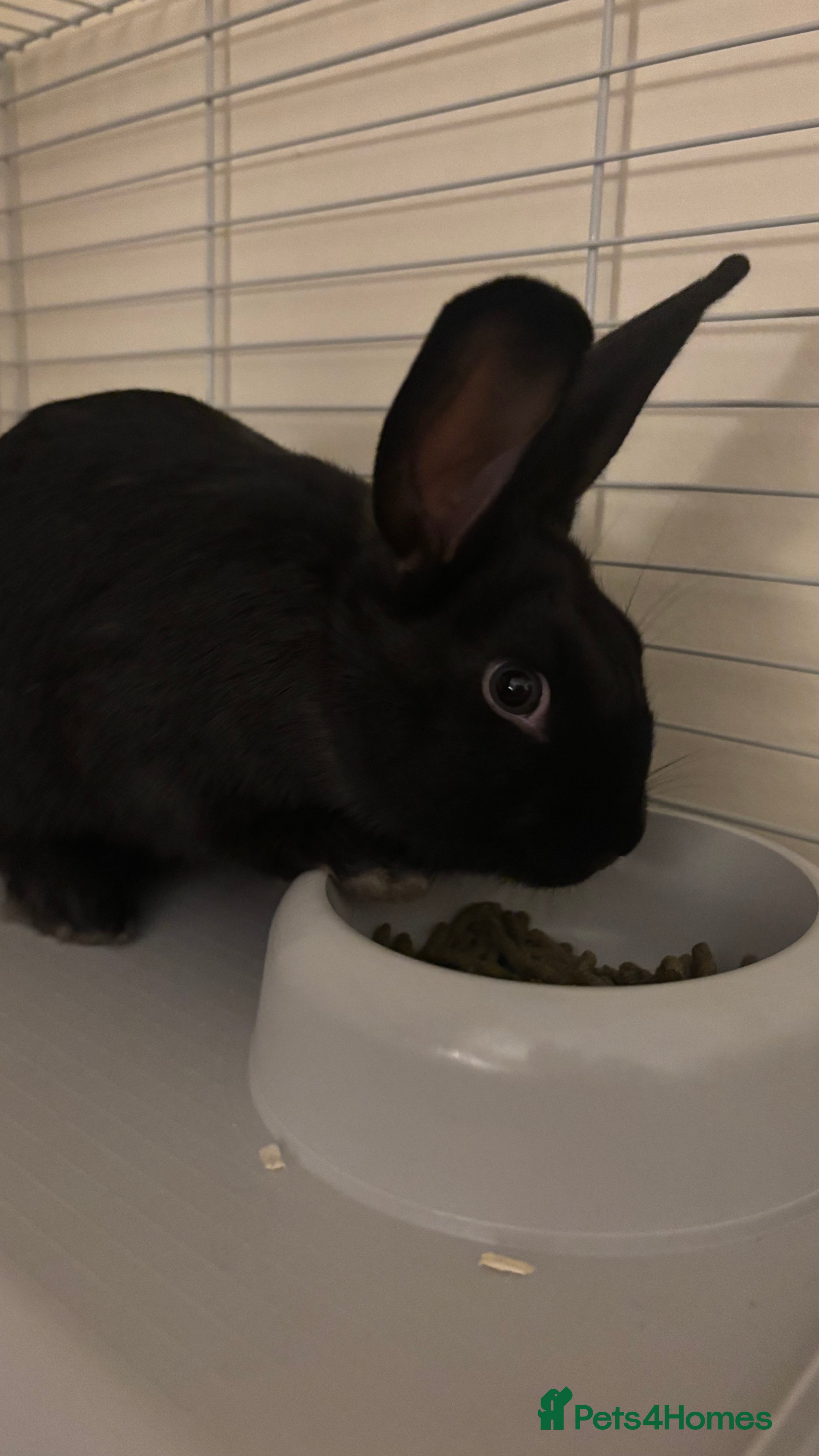 Tri Coloured Dutch rabbits Re-homing one rabbit  - Advert 9