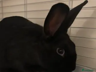 Tri Coloured Dutch rabbits Re-homing one rabbit - Advert 9