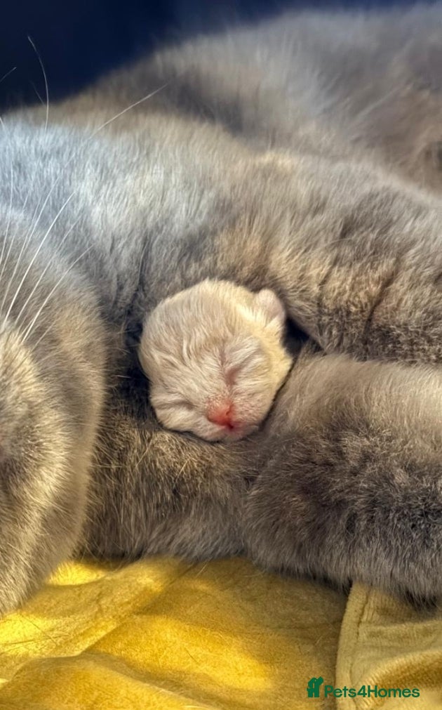 British Shorthair cats Stunning BSH/BLH Kittens for Sale  - Advert 1