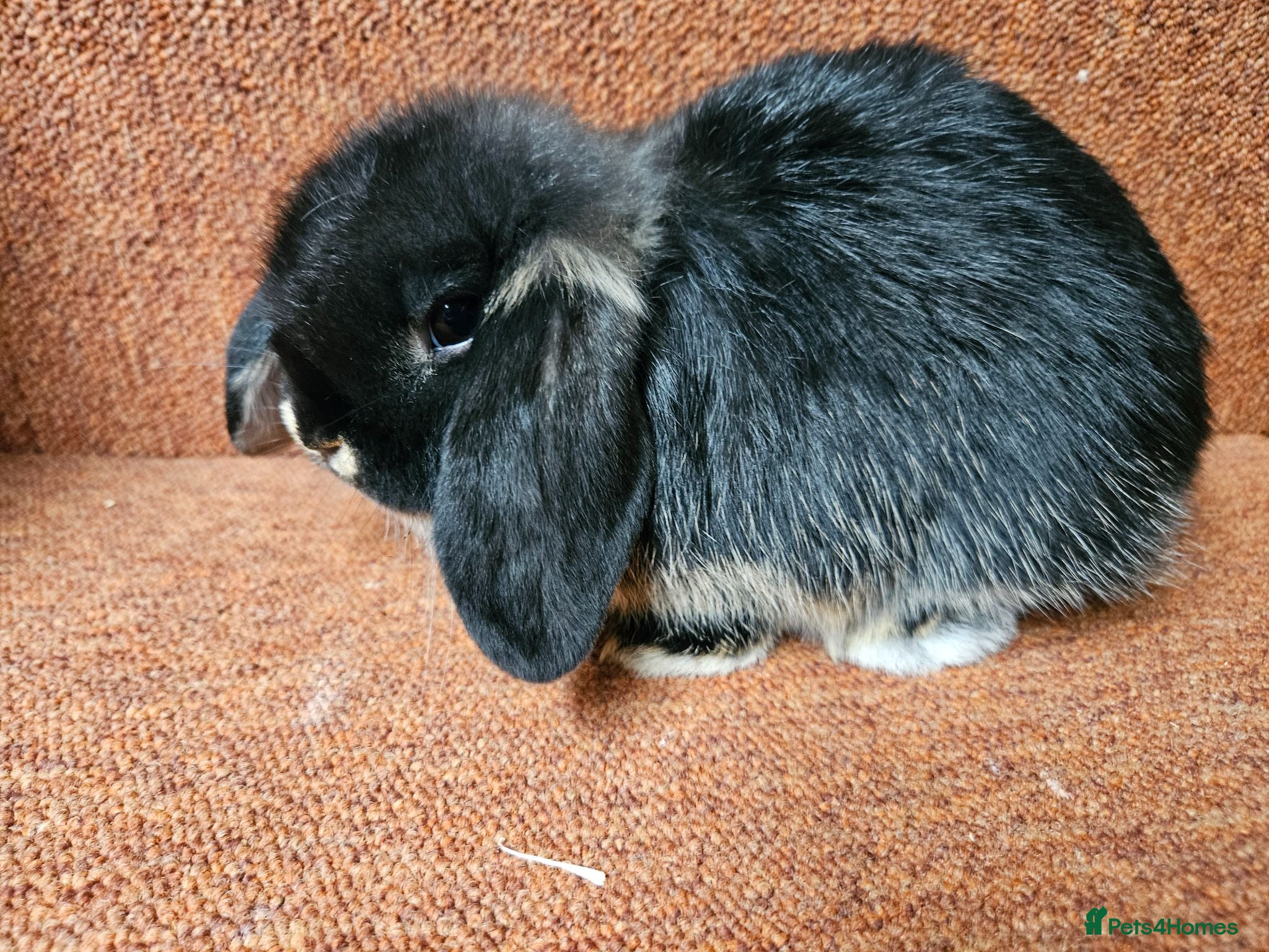 Mini Lop rabbits Pure Mini lop buck . Vaccinated  - Advert 13