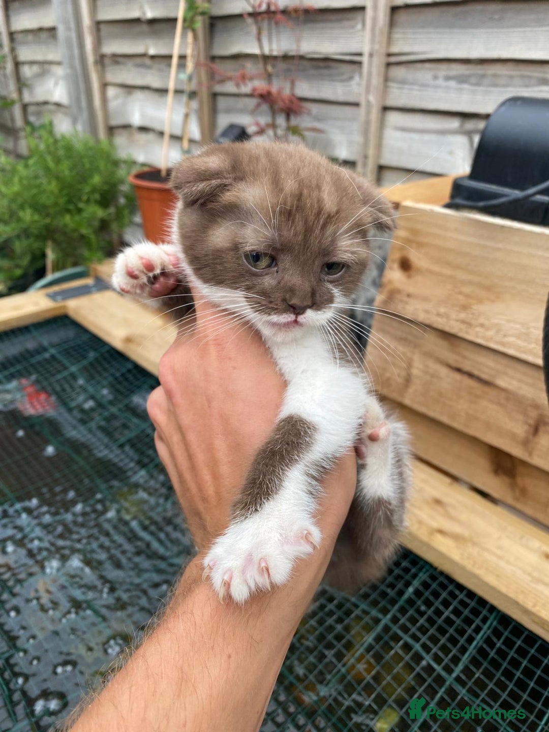 Scottish Fold cats for sale: Scottish fold cross kittens  - Image 20
