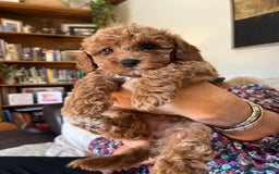 Cavapoo dogs for sale: 7 adorable puppies for sale 5 girls 2 boys  - Image 13