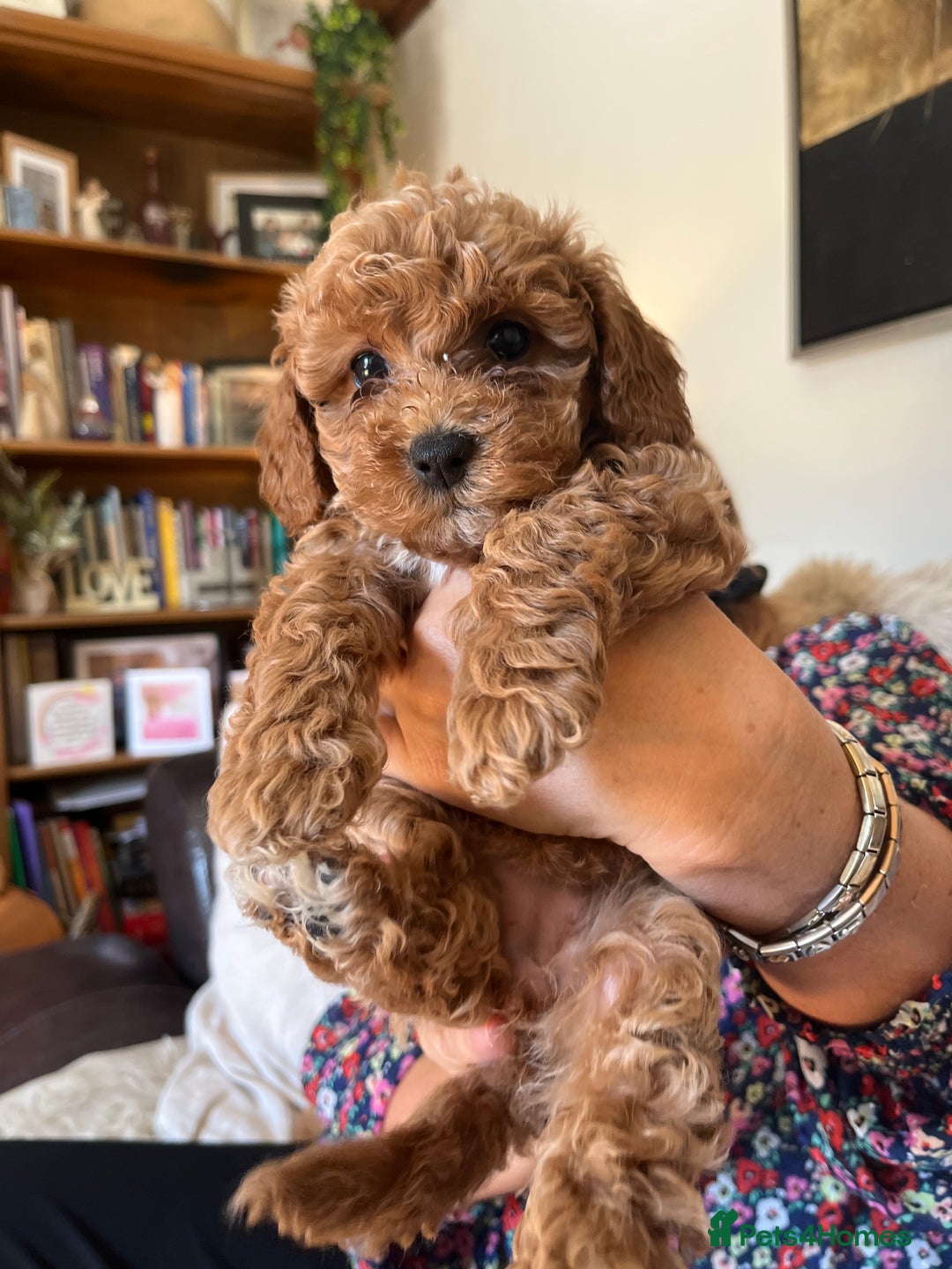 Cavapoo dogs for sale: 7 adorable puppies for sale 5 girls 2 boys  - Image 13