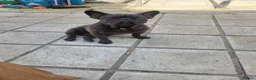 French Bulldog dogs for sale: French bulldog  in Bradford - Advert 3