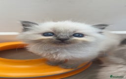 Ragdoll cats for sale: Beautiful Ragdoll Kittens ready to go!💙 - Image 26