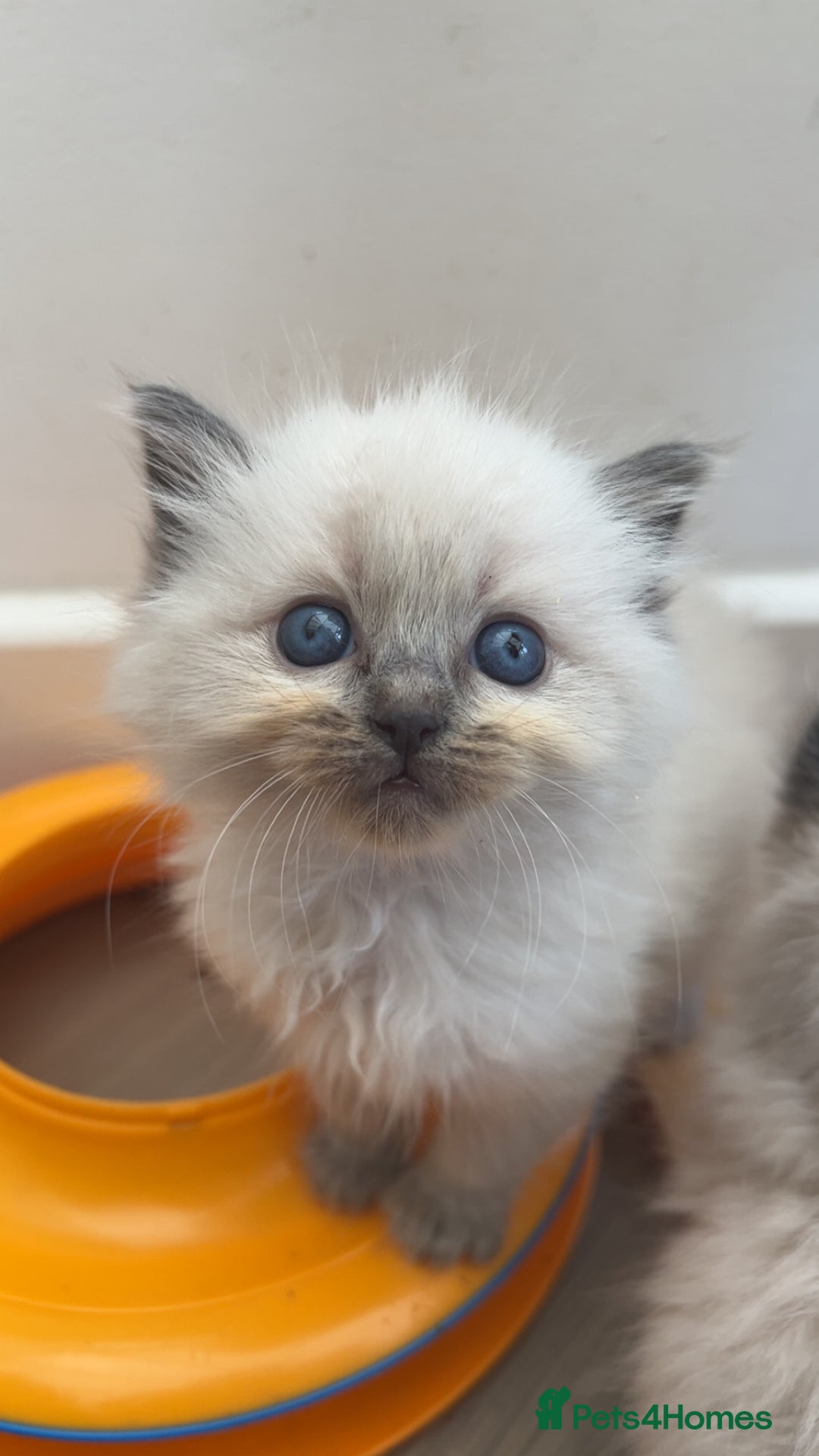 Ragdoll cats for sale: Beautiful Ragdoll Kittens ready to go!💙 - Image 26