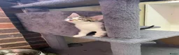 Mixed Breed cats for sale: Mom and baby boy - Advert 22