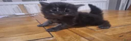 Mixed Breed cats for sale: 4 Tabby kittens - Advert 9