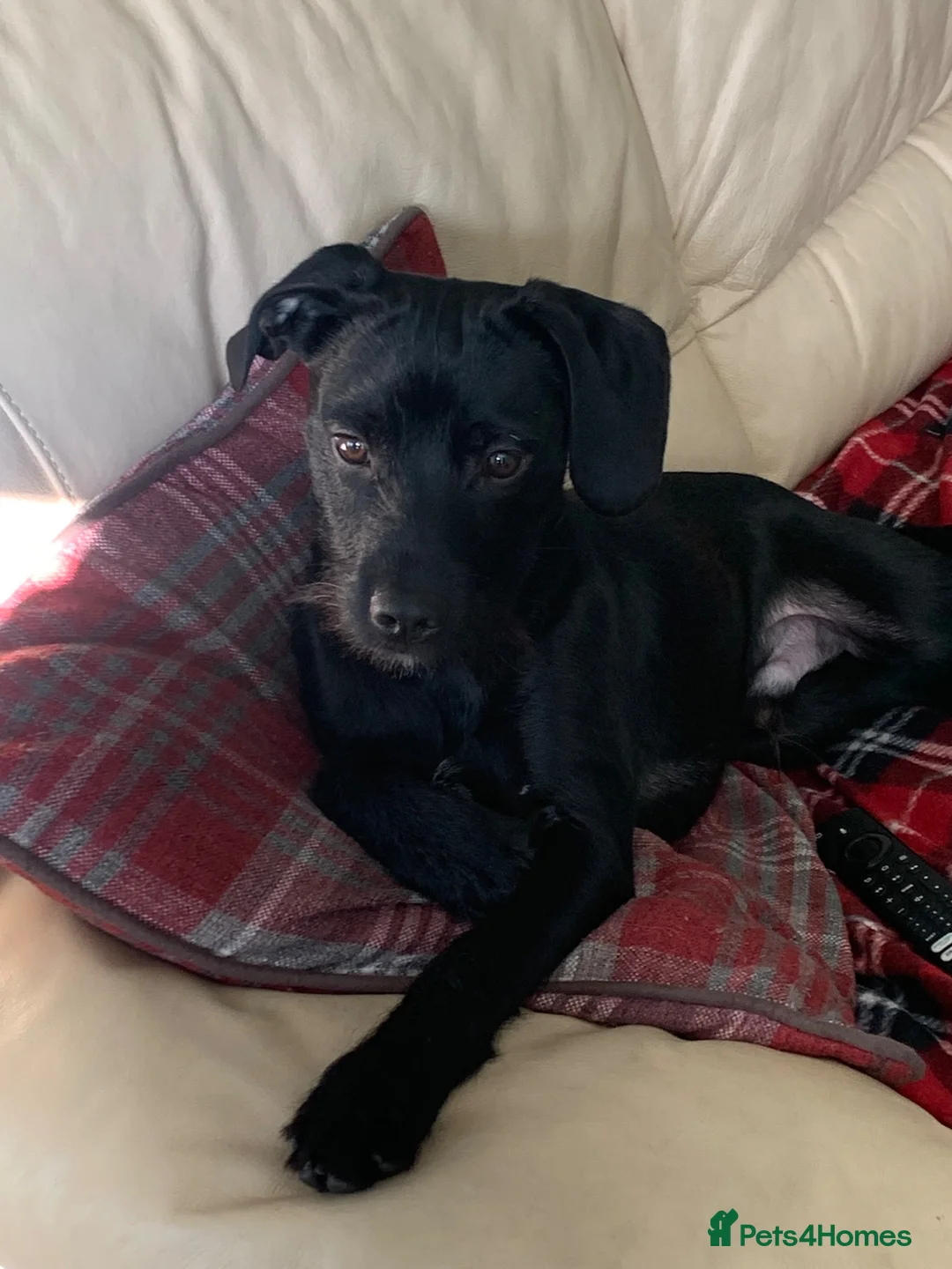 Mixed Breed dogs for sale: Dougie - Advert 4