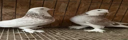 Pigeons birds for sale: FANCY WEST OF ENGLAND TUMBLERS  - Advert 26