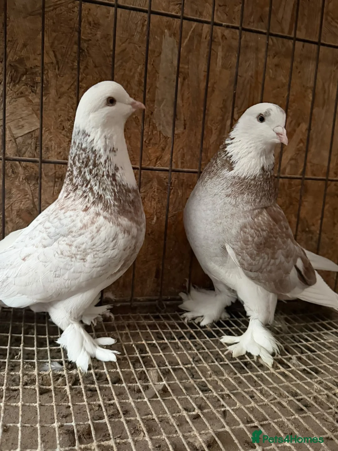 Pigeons birds for sale: FANCY WEST OF ENGLAND TUMBLERS  - Advert 26