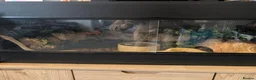 Python Snake reptiles for sale: Banana pinstripe royal python  - Advert 5