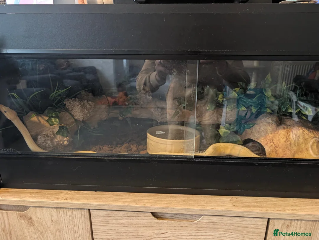 Python Snake reptiles for sale: Banana pinstripe royal python  - Advert 5