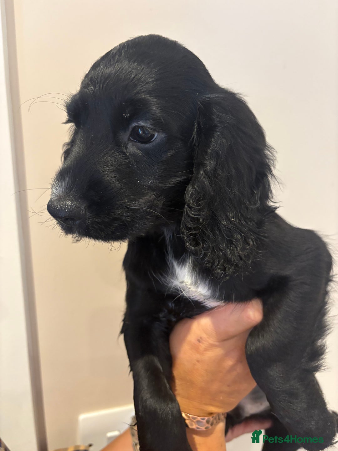 Cocker Spaniel dogs for sale: Perfect Pups -Ready now!  in Ely - Image 2