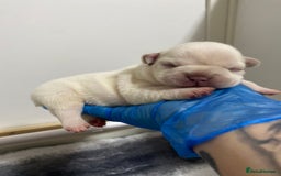 French Bulldog dogs for sale: Beautiful frenchie puppies 🐶  - Image 7