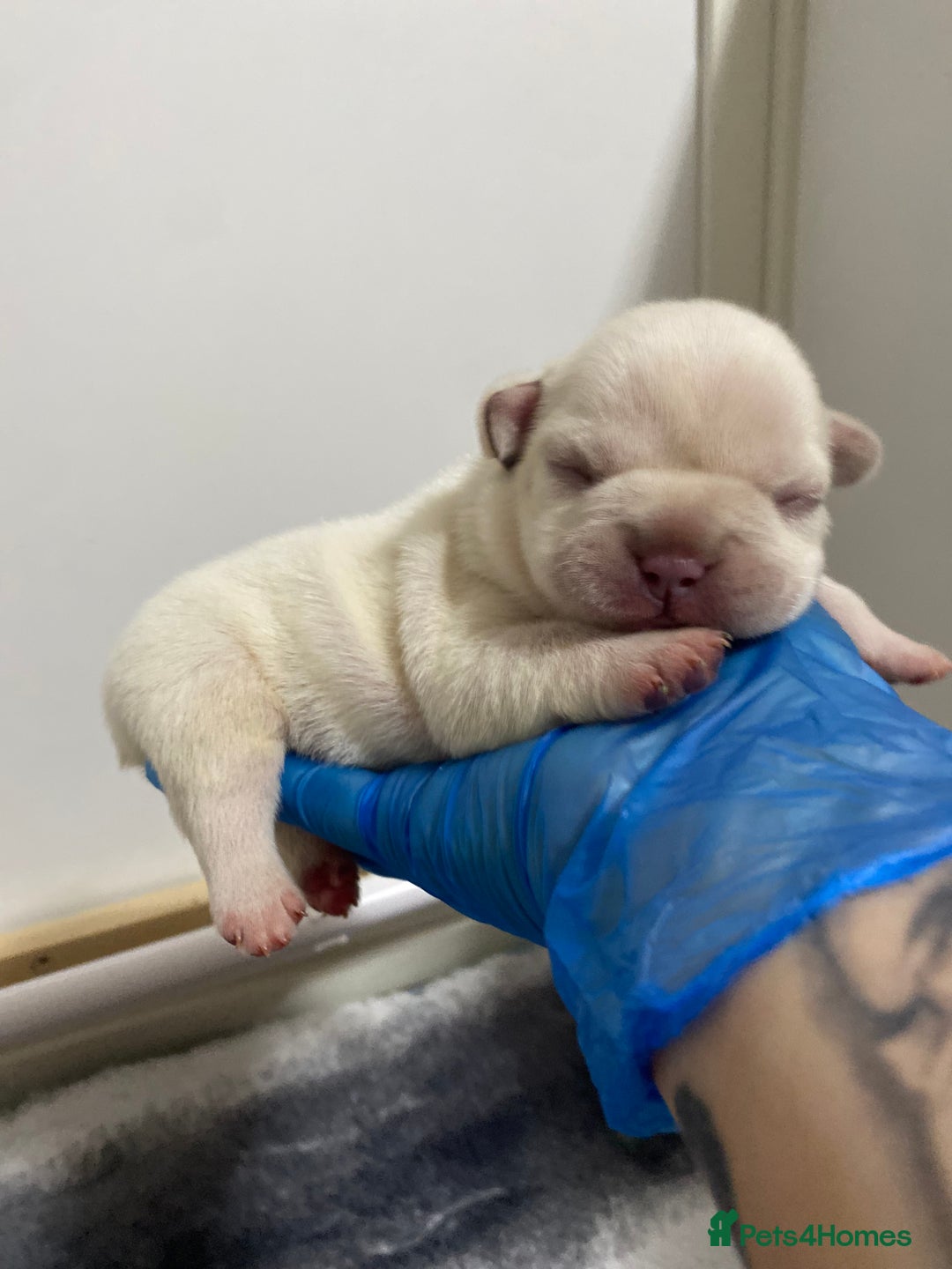 French Bulldog dogs for sale: Beautiful frenchie puppies 🐶  - Image 7