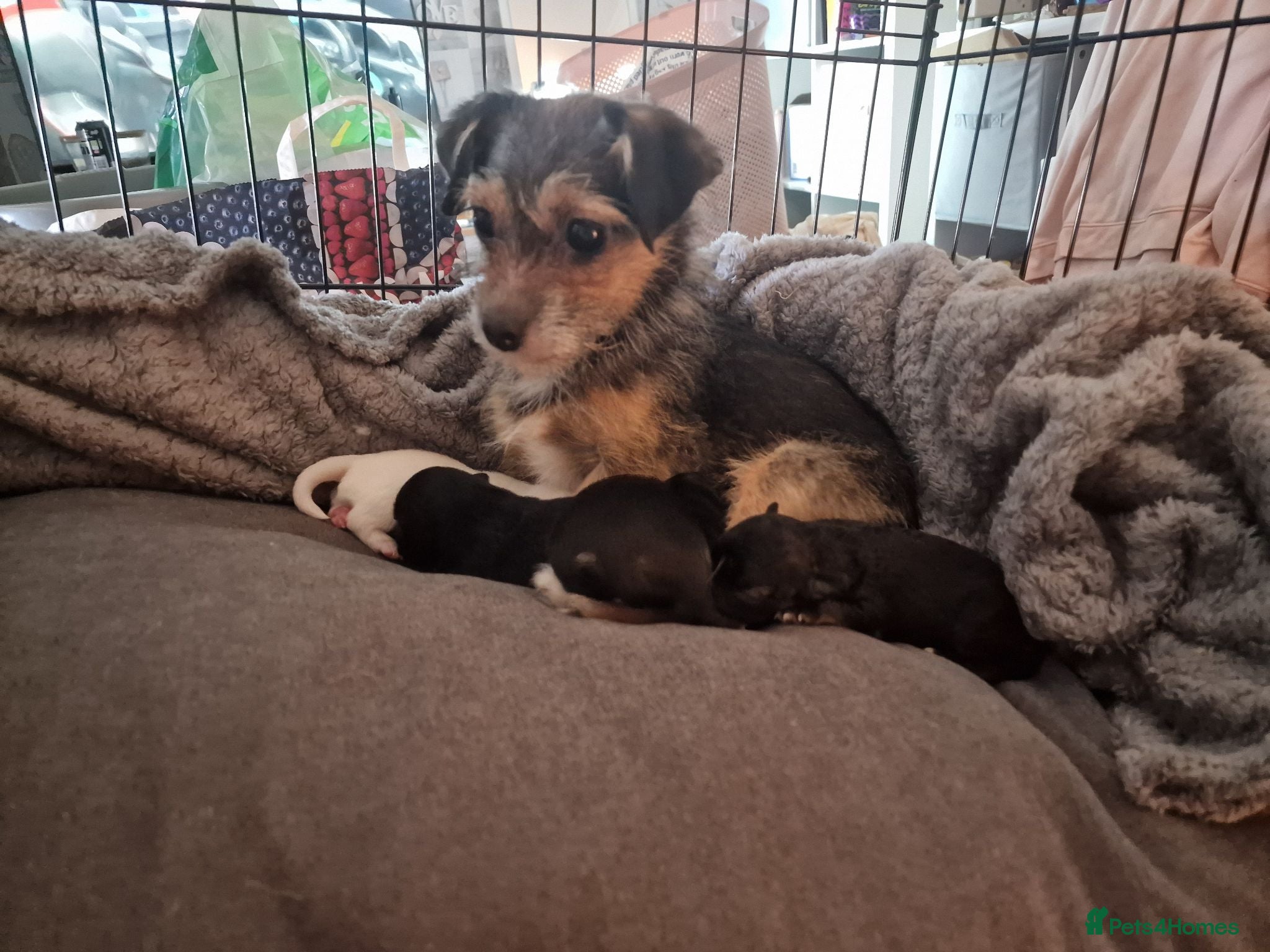 Jack Chi dogs Beautiful Jack Chi Puppies – Ready Now – £650 - Advert 1