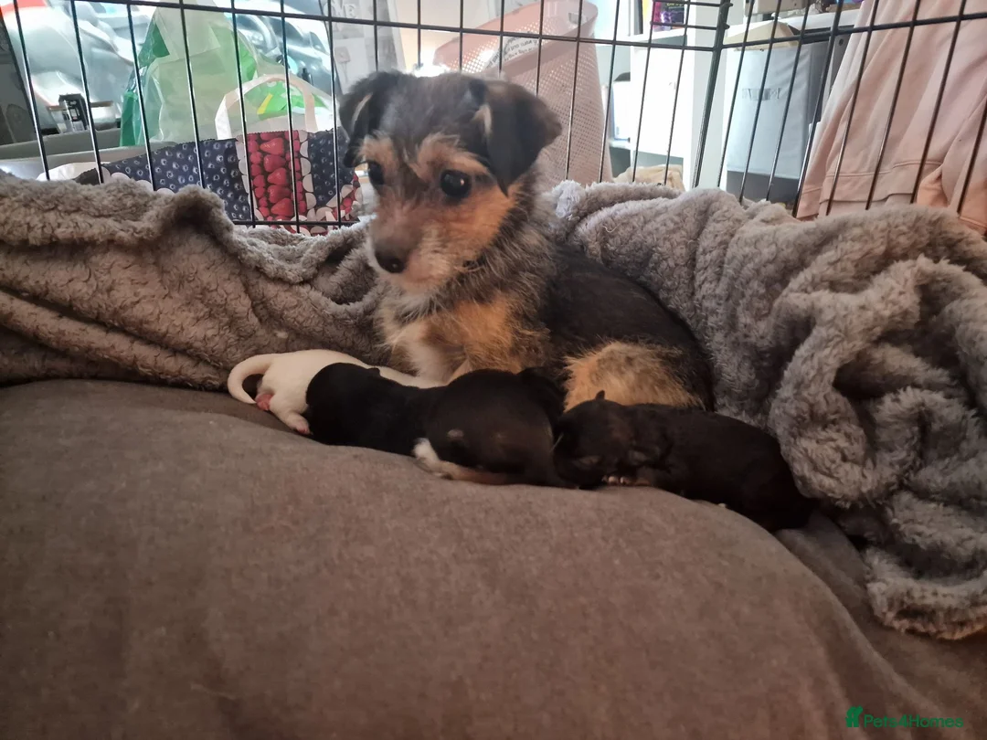 Jack Chi dogs for sale: Beautiful Jack Chi Puppies – Ready Now – £650 in Rickmansworth - Advert 1