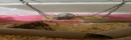 Mouse rodents for sale: Male and female fancy mice in Andover - Advert 3