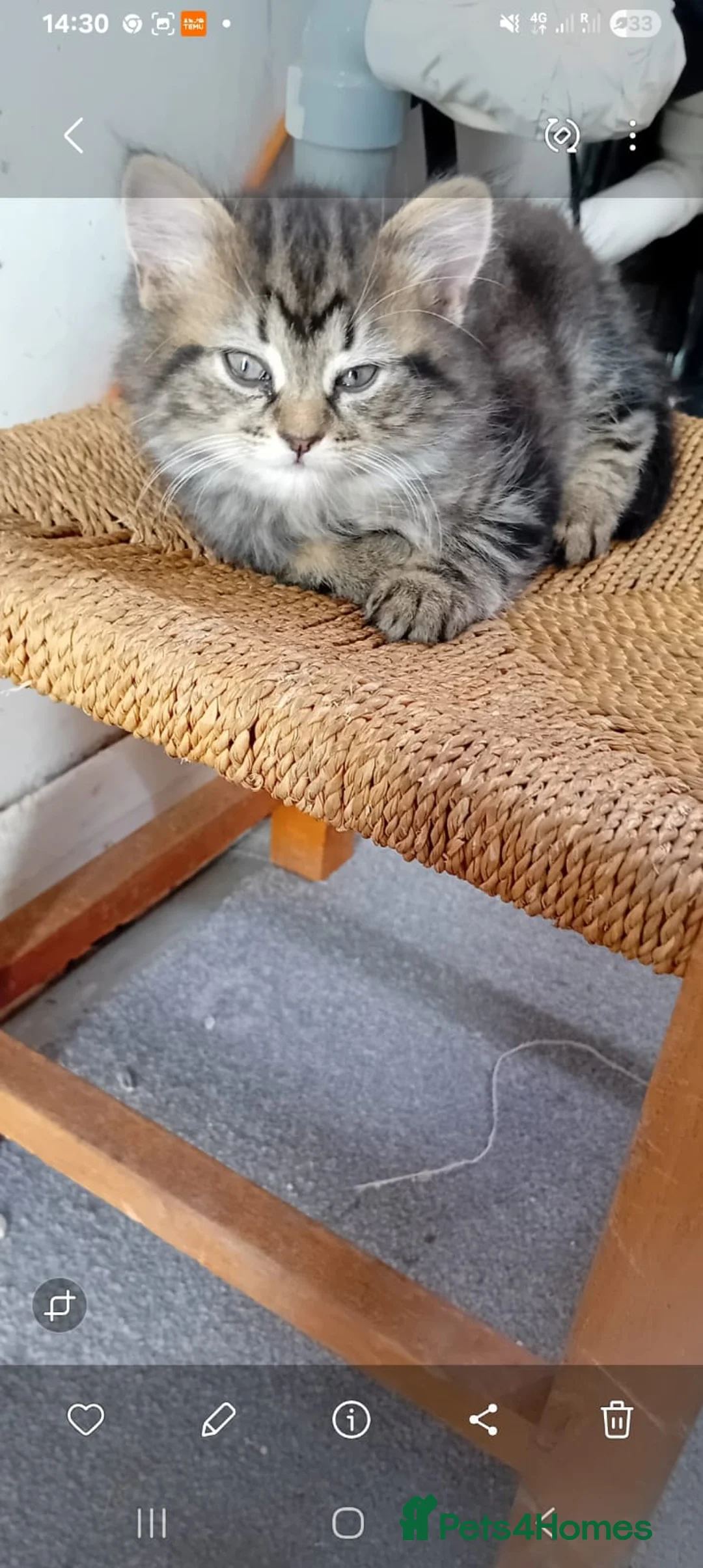 Mixed Breed cats for sale: Kittens for sale - Advert 2
