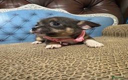 Chihuahua dogs for sale: Lilac tricolour chihuahua puppies - Image 11