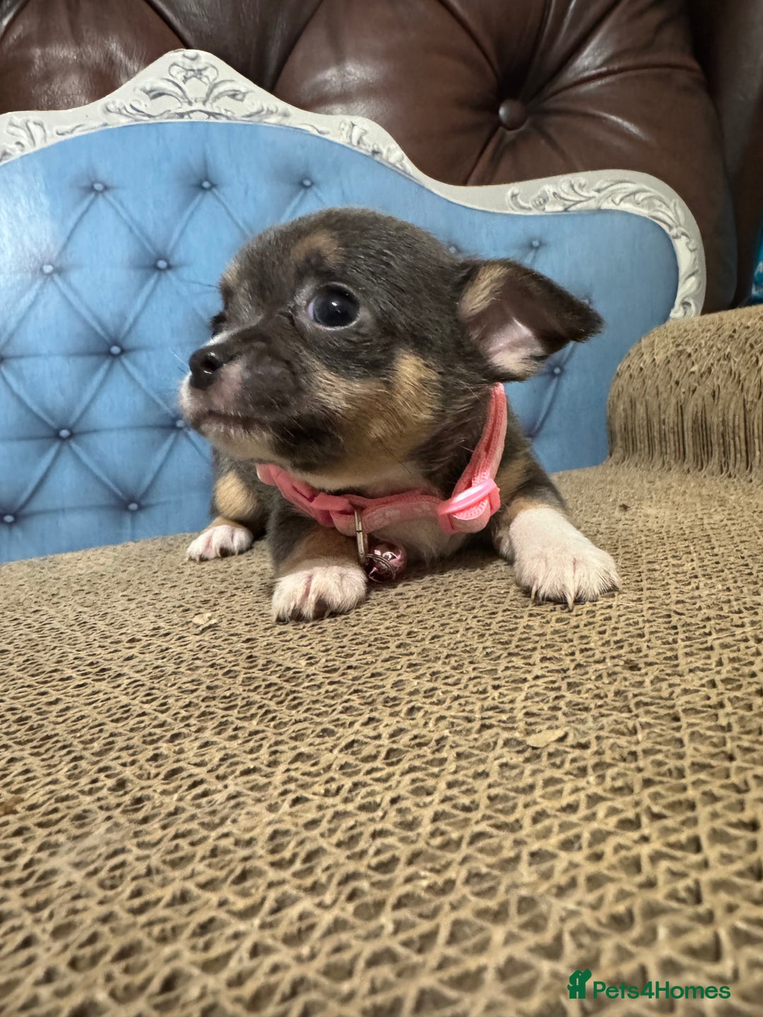 Chihuahua dogs for sale: Lilac tricolour chihuahua puppies - Image 11
