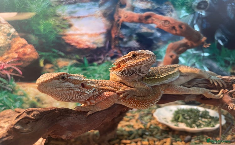 Bearded Dragon reptiles - Advert 11