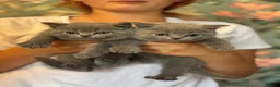 British Shorthair cats for sale: stunning affectionate Kittens available - Advert 11