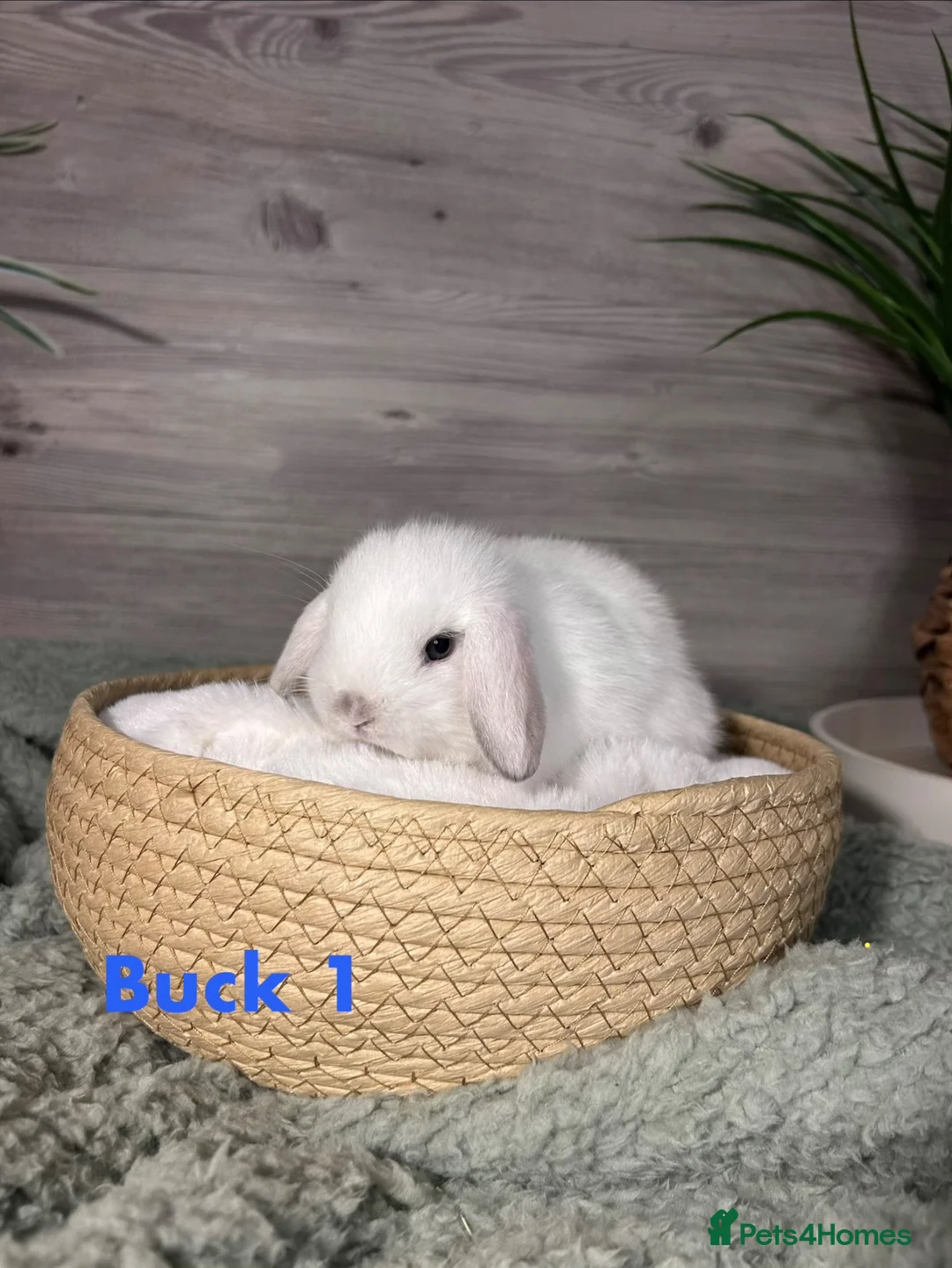 Mini Lop rabbits for sale: Beautiful Purebred Mini Lop Kits - For RESERVATION - Advert 1