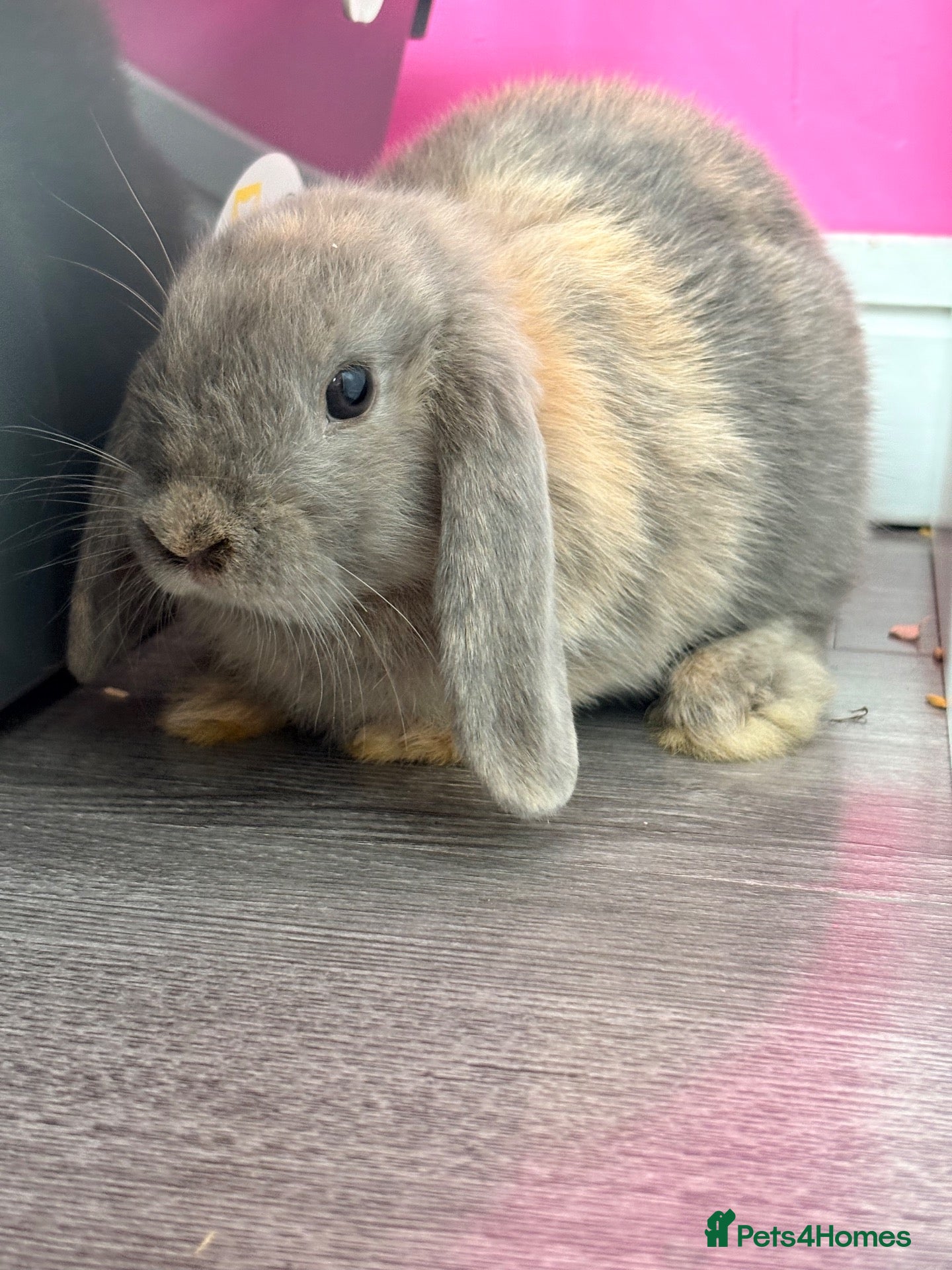Mixed Breed rabbits Rabbits for sale x2 - Advert 17