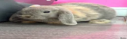 Mixed Breed rabbits for sale: Rabbits for sale x2 in Glasgow - Advert 1