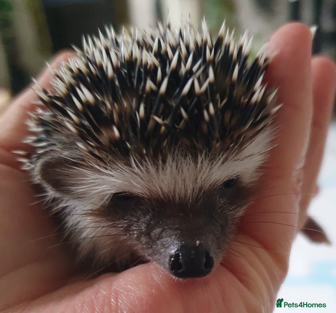 Pygmy Hedgehog rodents for sale: Full pedigree Baby African pygmy hedgehog  - Image 2