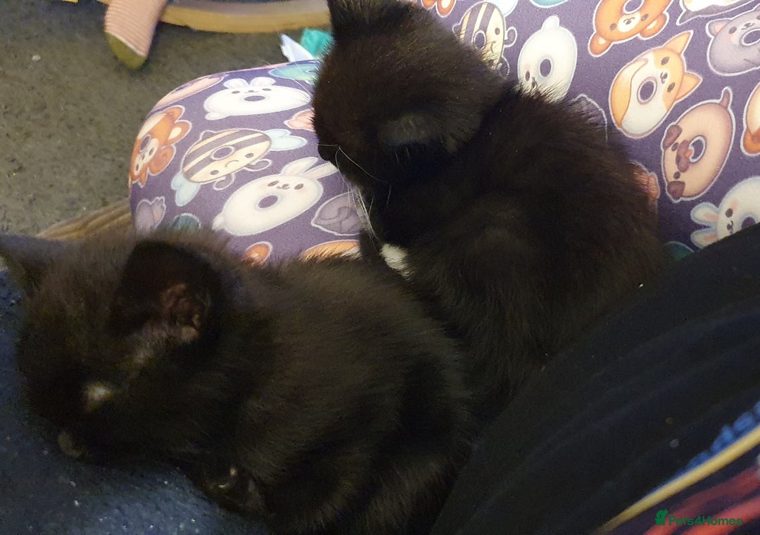 Mixed Breed cats for sale: 3 beautiful boy kittens ready for forever homes - Advert 7