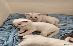Mixed Breed cats for sale: Kittens Available to Reserve - Image 2