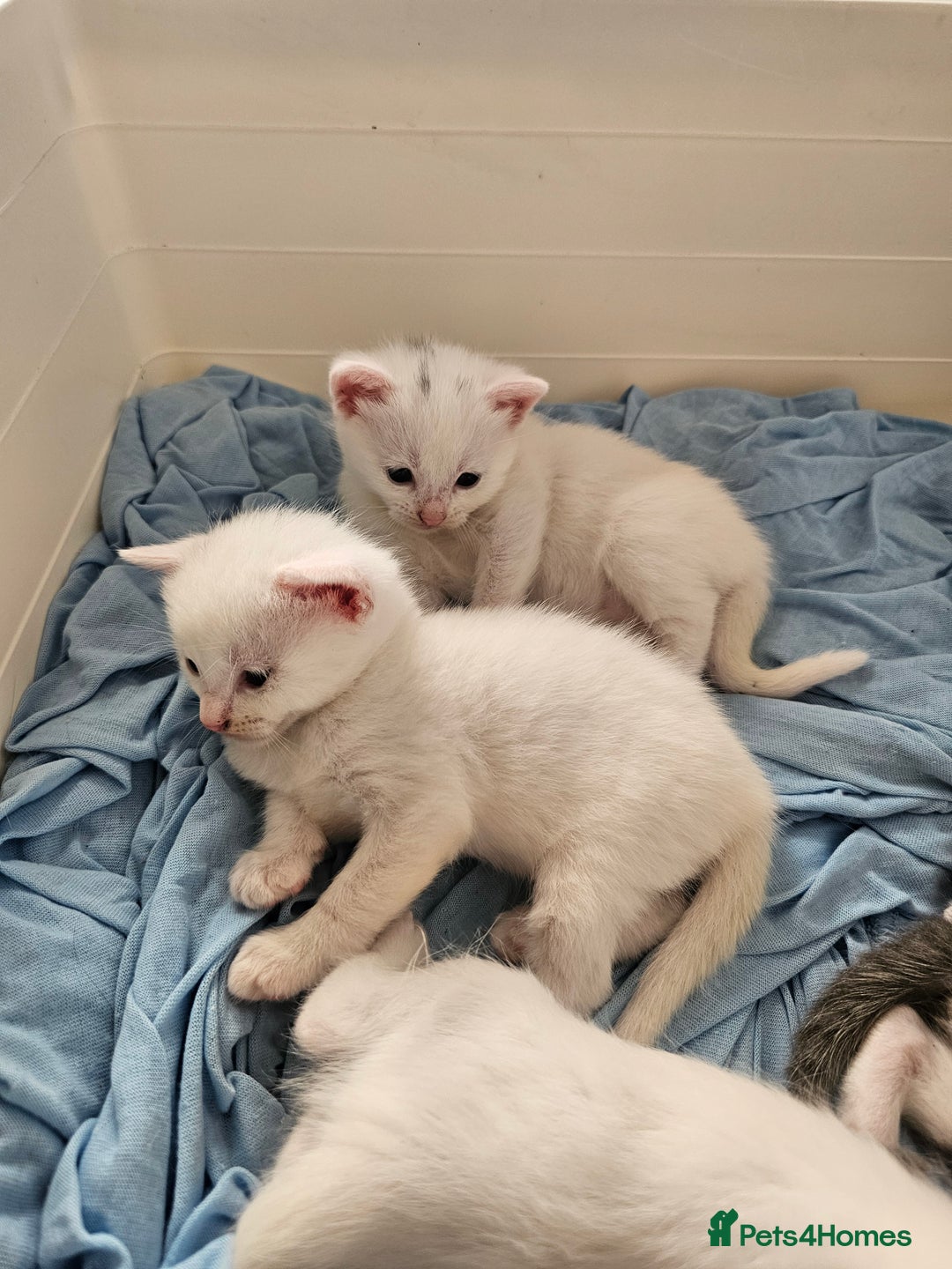 Mixed Breed cats for sale: Kittens Available to Reserve - Image 2