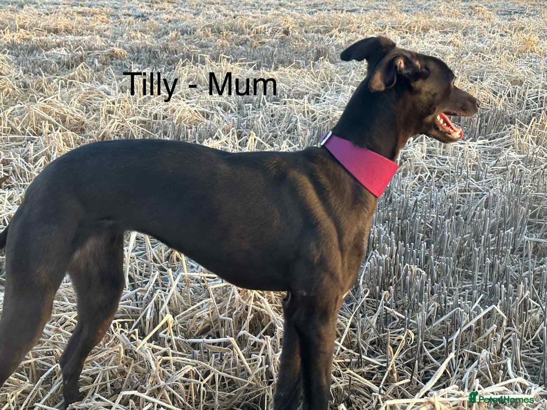 Whippet dogs for sale: Beautiful Whippet puppies for sale!  - Image 7