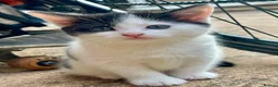 Mixed Breed cats for sale: 1 boy and 1 girl kitten for sale - Advert 8
