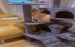 Sphynx cats for sale: Sphynx Cat - Image 9